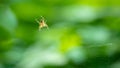 European garden spider cross spider, Araneus diadematus sitting in a spider web, Close up macro shot Royalty Free Stock Photo