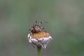 European garden Spider on a deadhead of a daisy Royalty Free Stock Photo