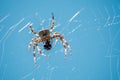 European Garden Spider or Diadem Spider Eating Close Up