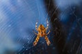European garden spider, diadem orangie, cross spider Royalty Free Stock Photo