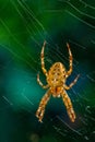 European garden spider, diadem orangie, cross spider Royalty Free Stock Photo