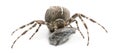 European garden spider, diadem spider, cross Royalty Free Stock Photo