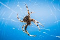 European Garden Spider or Diadem Spider in its Web Close Up