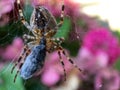 European garden spider eating a fly Royalty Free Stock Photo