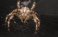 Extreme Detail European Garden Spider on web