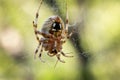 European Garden Spider Lurking on Web