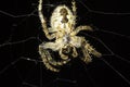 European Garden Spider on the net , Araneus Diadematus