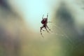 European garden spider weaving his web