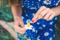 European girl holds a daisy flower and tears off the petals Royalty Free Stock Photo