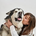 European girl hug Siberian Husky in white studio Royalty Free Stock Photo