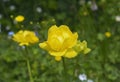 European globe flower (Trollius europaeus) Royalty Free Stock Photo