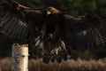 European Golden Eagle landing on perch