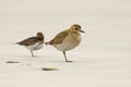 European Golden Plover and Dunlin, Goudplevier en Bonte Strandloper, Pluvialis apricaria and Calidris alpina