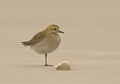 European Golden Plover, Goudplevier, Pluvialis apricaria