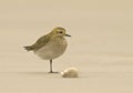 European Golden Plover, Goudplevier, Pluvialis apricaria