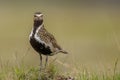 The European golden plover