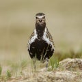 The European golden plover