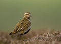 European Golden plover (Pluvialis apricaria)