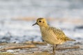 The European golden plover (Pluvialis apricaria) Royalty Free Stock Photo