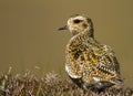 European Golden plover (Pluvialis apricaria) Royalty Free Stock Photo