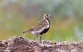 European golden plover Pluvialis apricaria Royalty Free Stock Photo