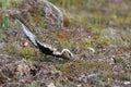 European golden plover (Pluvialis apricaria), Iceland