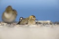 An European golden plover Pluvialis apricaria resting in a hole in concrete -In the morning sun on the Island Heligoland Royalty Free Stock Photo