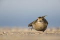 An European golden plover Pluvialis apricaria stretching its legs in the morning sun on the Island Heligoland- With golden colou Royalty Free Stock Photo