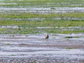 European golden plover, Pluvialis apricaria, on wetland at low tide of Waddensea, Netherlands Royalty Free Stock Photo