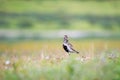 European golden plover in the tundra of Yamal peninsula,