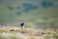 European golden plover in the tundra of Yamal peninsula Royalty Free Stock Photo