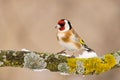 European Goldfinch Royalty Free Stock Photo