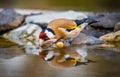 European goldfinch bird drinking