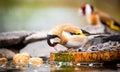 European goldfinch bird drinking Royalty Free Stock Photo