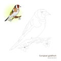 European goldfinch bird learn to draw vector