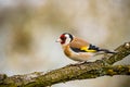 European goldfinch bird on a twig