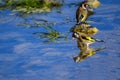 The European goldfinch or cardelina is a passerine bird belonging to the finch family.