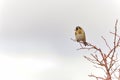The European goldfinch or cardelina is a passerine bird belonging to the finch family.