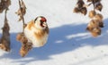 European goldfinch, Carduelis carduelis. A bird eats the seeds of a plant. Sunny winter day