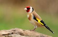 European goldfinch Carduelis carduelis Royalty Free Stock Photo