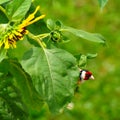 Goldfinch Hiding Behind Sunflower Royalty Free Stock Photo