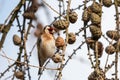 European goldfinch perching on larch twig with cones