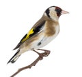 European Goldfinch, carduelis carduelis, perched on a branch Royalty Free Stock Photo