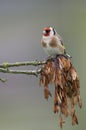 European Goldfinch (Carduelis carduelis) Royalty Free Stock Photo