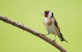 European Goldfinch (Carduelis carduelis)