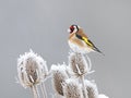 European Goldfinch (Carduelis carduelis) Royalty Free Stock Photo