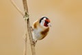 European Goldfinch, Carduelis carduelis, sitting on thistle, Sumava, Czech republic, Male grey songbird with green and yellow clea