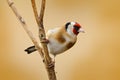 European Goldfinch, Carduelis carduelis, sitting on thistle, Sumava, Czech republic, Male grey songbird with green and yellow clea Royalty Free Stock Photo