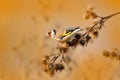 European Goldfinch, Carduelis carduelis, sitting on thistle, Sumava, Czech republic, Male grey songbird with green and yellow clea