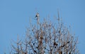 European goldfinch or Carduelis carduelis sitting on top of larch tree with bare branches against blue sky background Royalty Free Stock Photo